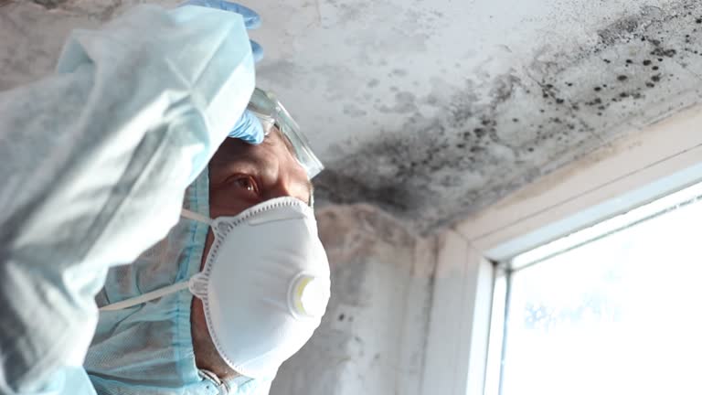 Reliable Highlandville, MO Mold Removal Solutions